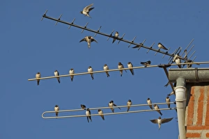 Northern European Birdlife Drucke: Barn Swallow (Hirundo rustica) flock