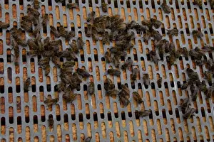 Western Honey Bees Drucke: A barrier is placed between the brood frames in the lower part of the hive and the upper super frames