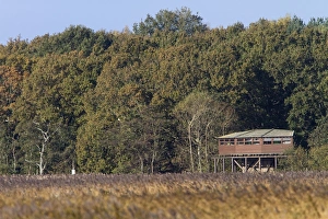 RSPB Minsmere Drucke: The Bittern Hide at RSPB Minsmere - Suffolk
