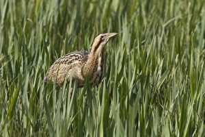 Minsmere Nature Reserve Drucke: Bittern walking through young reed, April, Minsmere, Suffolk