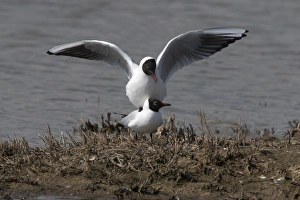 Bird Mating Rituals Drucke: Black headed Gulls Mating