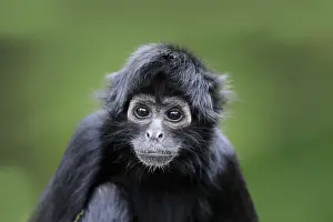 Gerahmter Druck : Schwarzkopf-Makake-Affenmond (Ateles fusciceps robustus), Jungtier, Kopfnahmen in engen Nähe. Gefangenen Gerahmter Druck : Schwarzkopf-Makake-Affenmond (Ateles fusciceps robustus), Jungtier, Kopfnahmen in engen Nähe. Gefangenen