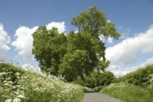 Schwarzer Ahornbaum (Populus nigra), wächst an Hedgeside neben Feldweg mit Kuhkleeblätter (Anthriscus sylvestris)