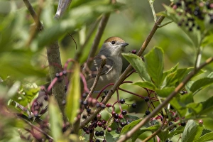 Summer Bird Sightings Drucke: Blackcap in Elderberry tree