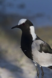The Blacksmith Lapwing or Blacksmith Plover
