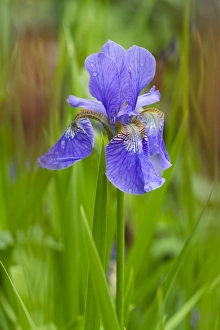 Iris Versicolor Drucke: Blue Flag Iris (Iris versicolor) flowering, growing in garden, Herefordshire, England, May
