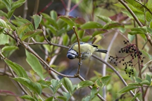 Wildlife Photography Blue Tit Drucke: Blue tit preening