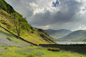 Blauwenzian (Endymion non-scriptus), Blütenblätter blühen, große Wachstum im Felsgebiet neben dem See Crummock Wasser