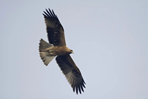 Bharatpur Rajasthan India Drucke: Booted Eagle (Hieraaetus pennatus) dark form