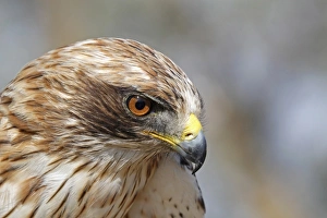 European Eagle Species Drucke: Booted Eagle (Hieraaetus pennatus) pale morph