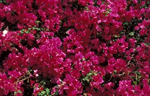 Tropical Plants Drucke: Bougainvillea