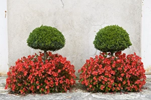 Autumn Flowering Plants Drucke: Box (Buxus sempervirens) clipped trees