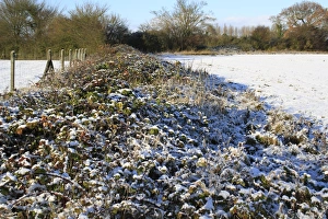 Rothklee (Rubus fruticosus), schneebedeckter Pflanzenteil im Heckenrand am Rande eines Anbaufeldes