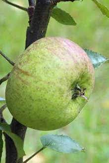 Autumn Fruit Drucke: Bramley Apple