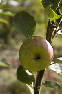 Malus Domestica Drucke: A Bramley apple ready for picking