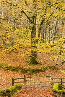 Autumn Woodland Scenes Drucke: Bridge across river with gate leading to footpath
