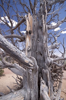 Ancient Bristlecone Pine Drucke: Bristlecone Pine trees are adapted to prolonged drought
