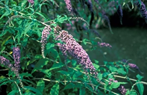 Butterfly Bush Flowers Drucke: Buddleia (Buddleia davidii)