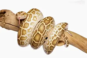 White Background Snakes Drucke: Burmese Python (Python molurus bivittatus) immature, coiled on branch