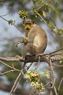 Schimpansin (Cercopithecus sabaeus), erwachsene Tiere mit Pollen auf dem Gesicht. Es ernährt sich von Blüten der Ceiba-Bäume in Niokolo-Koba im Februar in Senegal