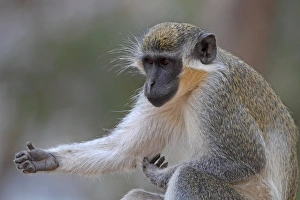 Bilder Datiert 2013: Makaken (Cercopithecus sabaeus)