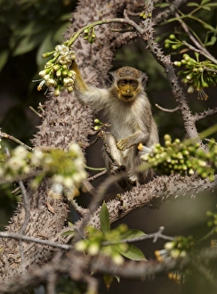 West African Monkeys Drucke: Callithrix Monkey (Cercopithecus sabaeus) young