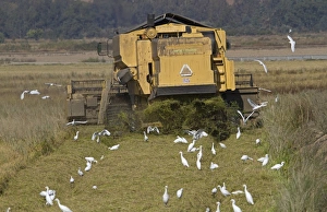 Extremadura Nature Photography Drucke: Cattle Egret (Bubulcus ibis) flock