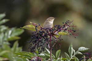Spring Migration Birds UK Drucke: Chiffchaff on Elderberries