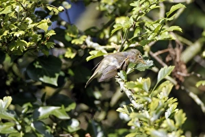 British Birds Species Drucke: Chiffchaff preening