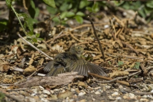 Nature Photography Ideas Drucke: Chiffchaff sun bathing