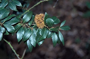 Forest Plant Life Drucke: Chrysolepis chrysophylla Leaf/upper