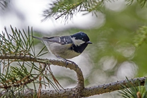 Perching Bird Images Drucke: Coal Tit in pine forest