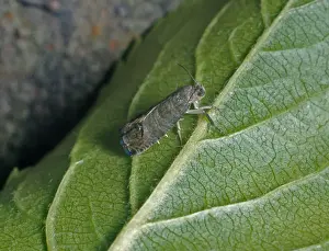 Ziegenkäfer-Maulwurm (Cydia pomonella) unter der grünen Blattunterseite
