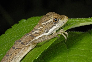 Tropical Rainforest Scenes Drucke: Common Basilisk (Basiliscus basiliscus) young