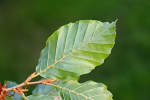 Beech Tree Leaves Drucke: Common Beech (Fagus sylvatica) close-up of leaf underside