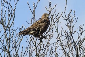 Springtime Nature Photography UK Drucke: Common Buzzard on Willow tree in early spring
