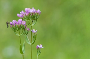 Centaurium Erythraea Drucke: Common Centaury (Centaurium erythraea) flowering