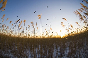 Gewöhnlicher Sumpfhafer (Fulica atra), Erwachsene im Flug zusammenkommen und am Abend bei Dämmerung auf dem Boden des Röhrenhabitus ruhen in England während der Wintermonate