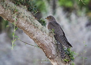 Mediterranean Nature Photography Drucke: Common Cuckoo (Cuculus canorus) juvenile