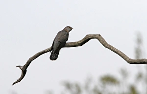 Minsmere Nature Reserve Drucke: Common Cuckoo - Minsmere, Suffolk, May