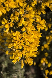Common Gorse Drucke: Common Gorse flowering at Minsmere Suffolk