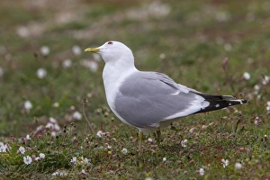 Coastal Bird Species UK Drucke: Common Gull looking skyward for predators, on Havergate Island Suffolk