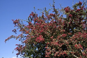 Common Hawthorn Berries Drucke: Common Hawthorn berries
