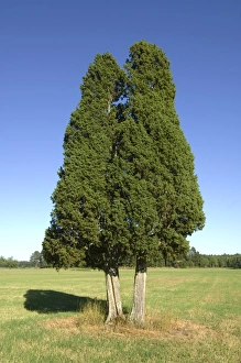 Common Juniper Drucke: Common Juniper (Juniperus communis) habit, two mature trees in field, Sweden