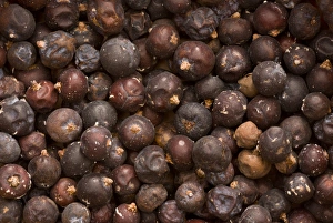 Juniperus Communis Plant Drucke: Common Juniper (Juniperus communis) pile of berries, organically grown in Turkey