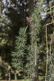 Coniferous Tree Pictures Drucke: Common Larch with young cone