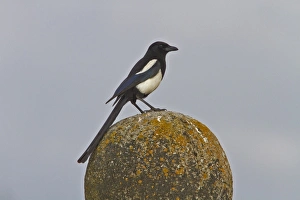 Corvid Family Drucke: Common Magpie on stone ball