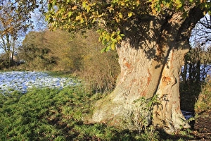 Ancient Oak Tree Drucke: Common Oak (Quercus robur) ancient tree