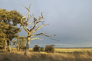 European Oak Tree Drucke: Common Oak (Quercus robur) dead tree