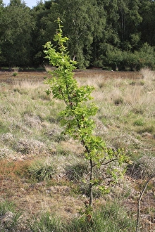 European Oak Tree Drucke: Common Oak (Quercus robur) sapling